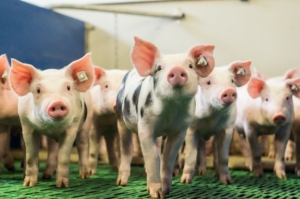 Kemerink water- en doseertechniek - varkens